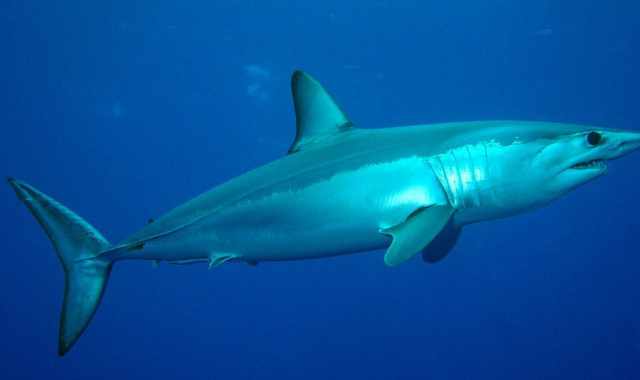 Dal "bianco" al "mako", dal palombo alla verdesca: tutti gli squali presenti nell'Adriatico